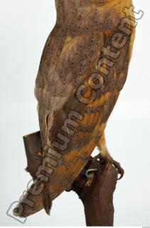 Barn owl - Tyto alba  0083